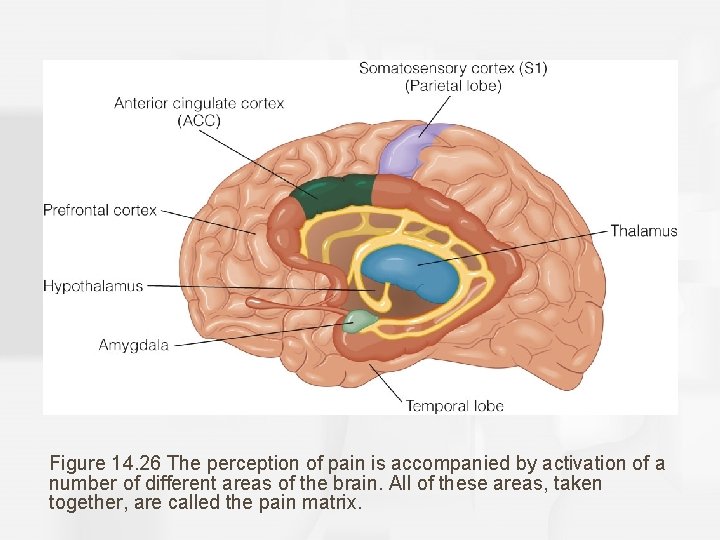 Figure 14. 26 The perception of pain is accompanied by activation of a number