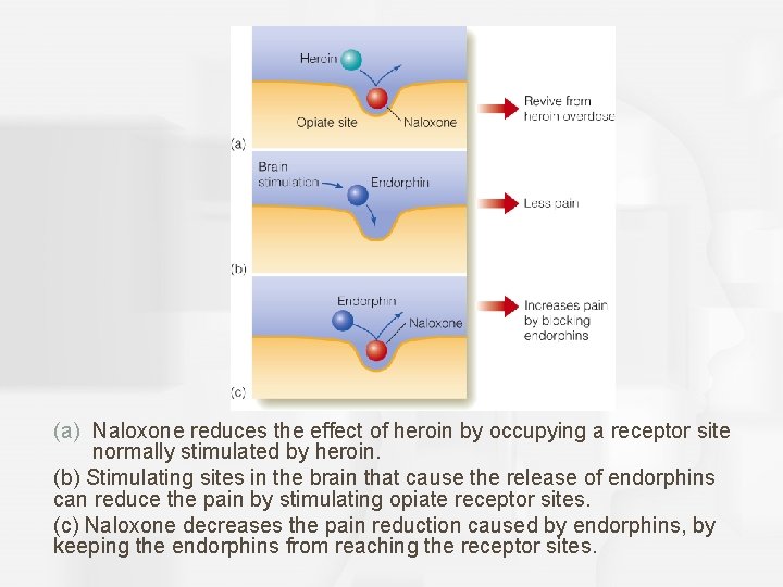 (a) Naloxone reduces the effect of heroin by occupying a receptor site normally stimulated