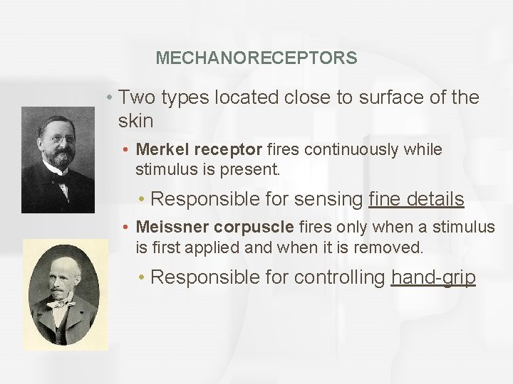 MECHANORECEPTORS • Two types located close to surface of the skin • Merkel receptor