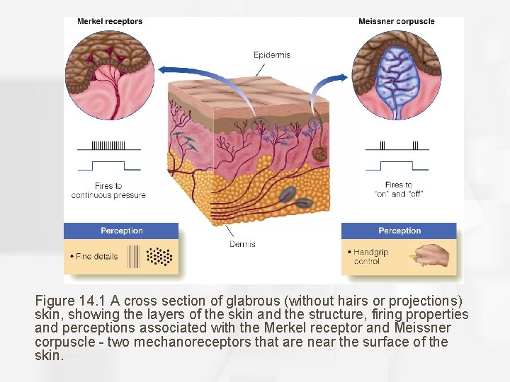 Figure 14. 1 A cross section of glabrous (without hairs or projections) skin, showing