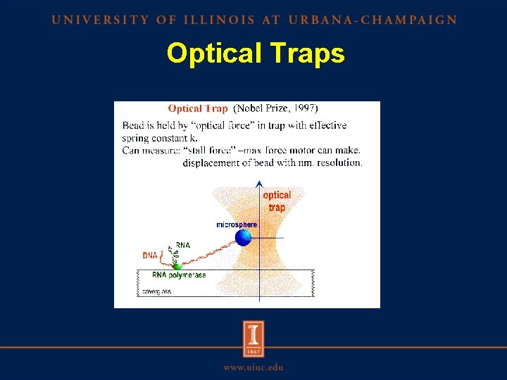 Optical Traps 