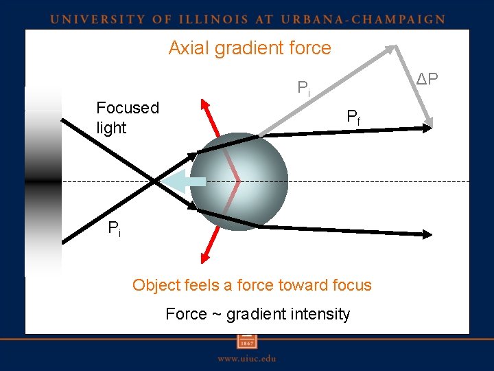 Axial gradient force Focused light ΔP Pi Pf Pi Object feels a force toward
