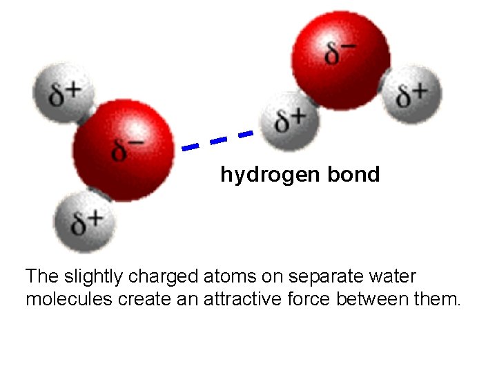 hydrogen bond The slightly charged atoms on separate water molecules create an attractive force