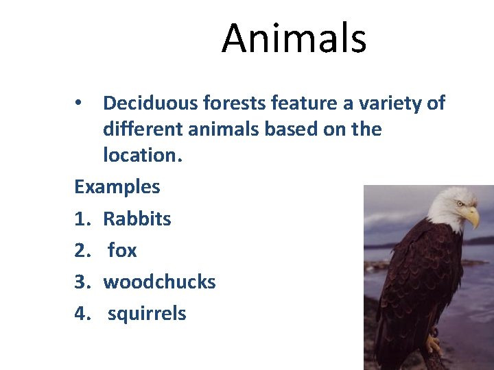 Animals • Deciduous forests feature a variety of different animals based on the location.