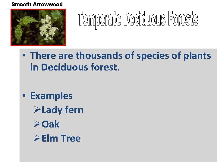 Smooth Arrowwood • There are thousands of species of plants in Deciduous forest. •