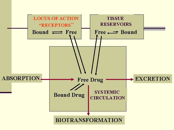 LOCUS OF ACTION “RECEPTORS” Bound ABSORPTION Free TISSUE RESERVOIRS Free Bound Free Drug Bound