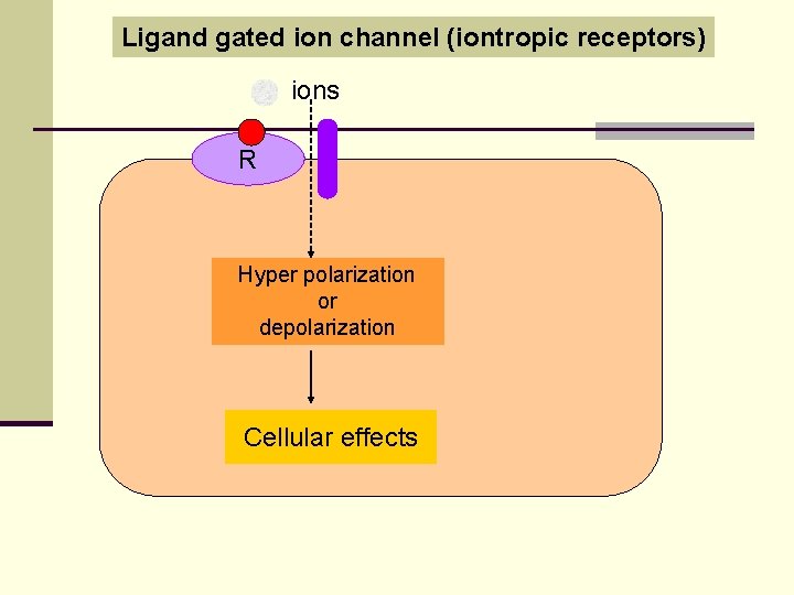 Ligand gated ion channel (iontropic receptors) ions R Hyper polarization or depolarization Cellular effects