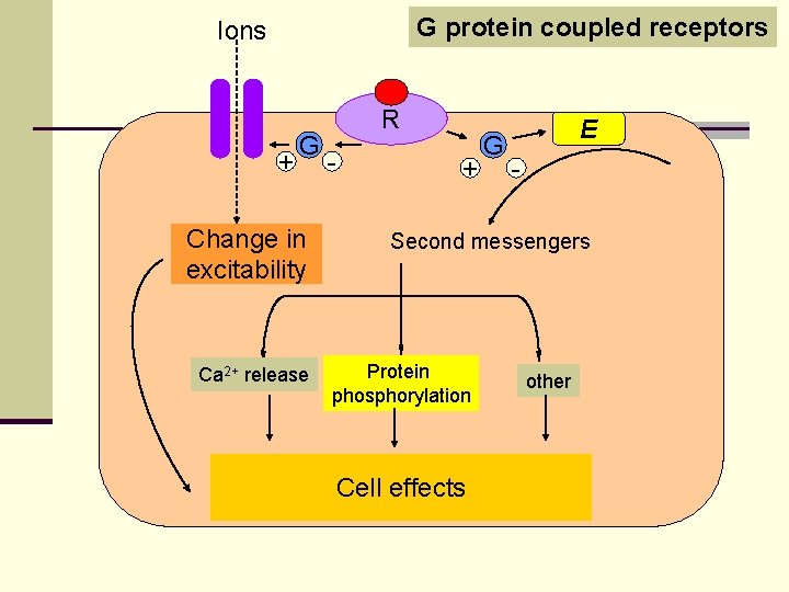 G protein coupled receptors Ions + G Change in excitability Ca 2+ release R