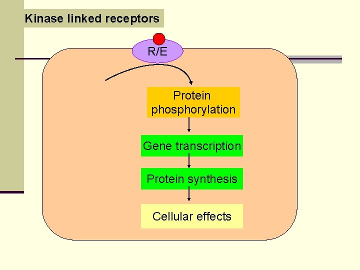 Kinase linked receptors R/E Protein phosphorylation Gene transcription Protein synthesis Cellular effects 