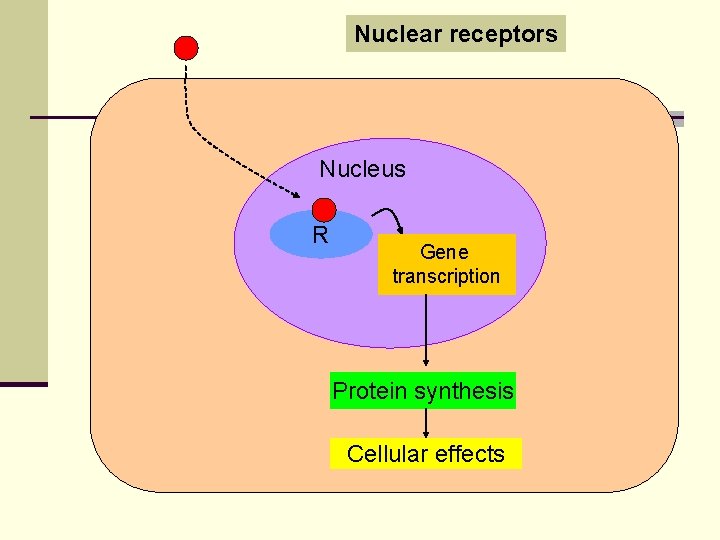 Nuclear receptors Nucleus R Gene transcription Protein synthesis Cellular effects 