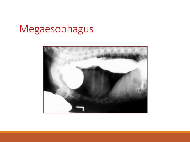 Megaesophagus 