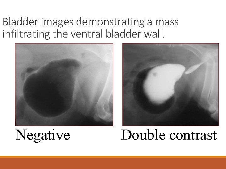 Bladder images demonstrating a mass infiltrating the ventral bladder wall. Negative Double contrast 