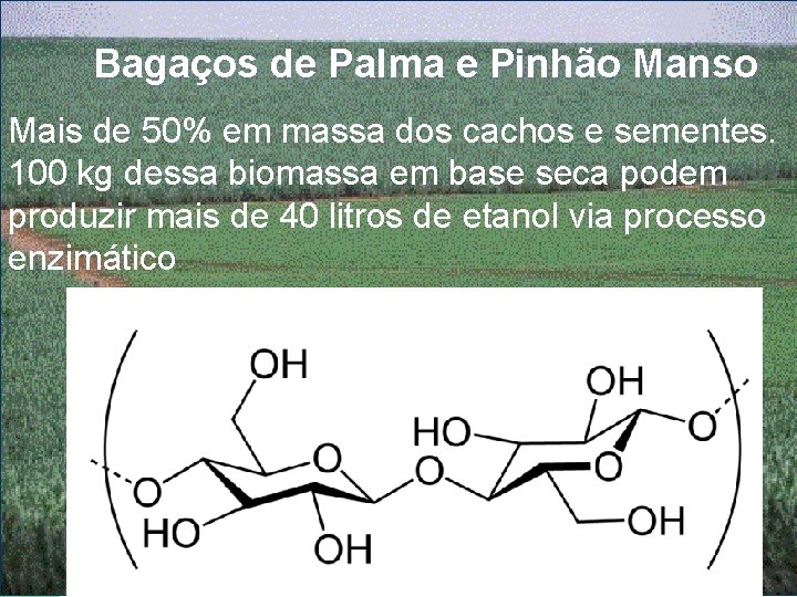 Bagaços de Palma e Pinhão Manso Mais de 50% em massa dos cachos e