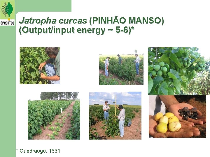 Jatropha curcas (PINHÃO MANSO) (Output/input energy ~ 5 -6)* * Ouedraogo, 1991 