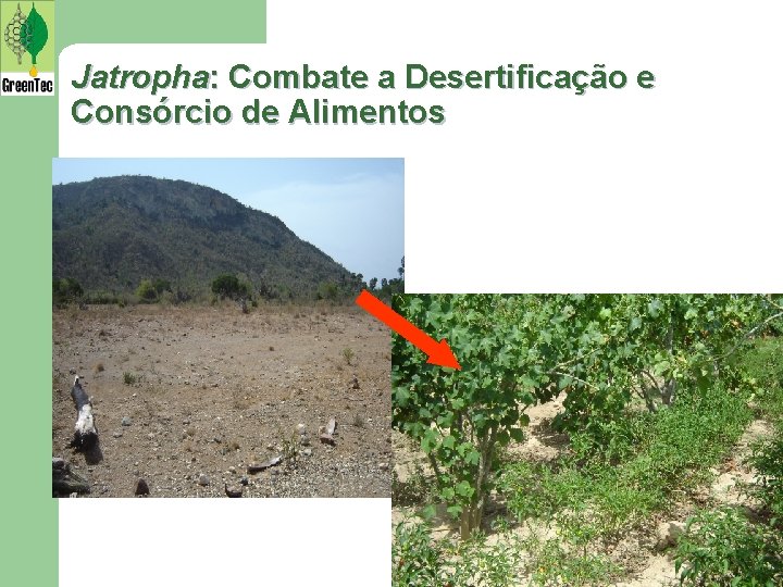 Jatropha: Combate a Desertificação e Consórcio de Alimentos 