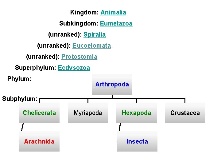 Kingdom: Animalia Subkingdom: Eumetazoa (unranked): Spiralia (unranked): Eucoelomata (unranked): Protostomia Superphylum: Ecdysozoa Phylum: Arthropoda