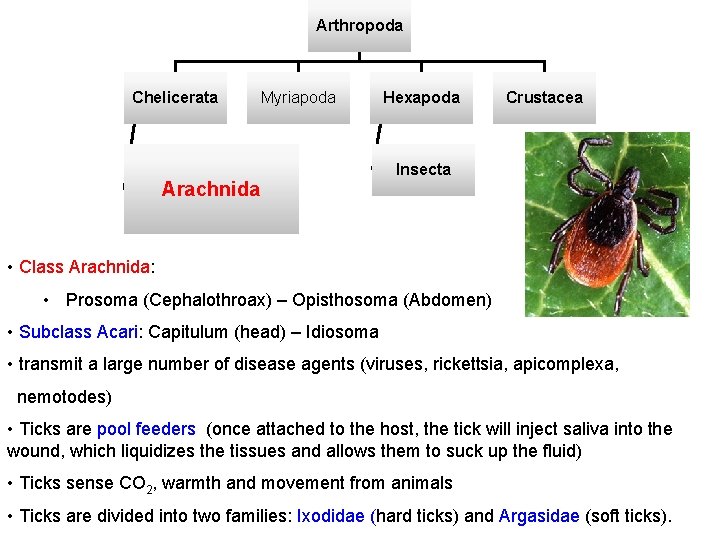 Arthropoda Chelicerata Myriapoda Arachnida Hexapoda Crustacea Insecta • Class Arachnida: • Prosoma (Cephalothroax) –