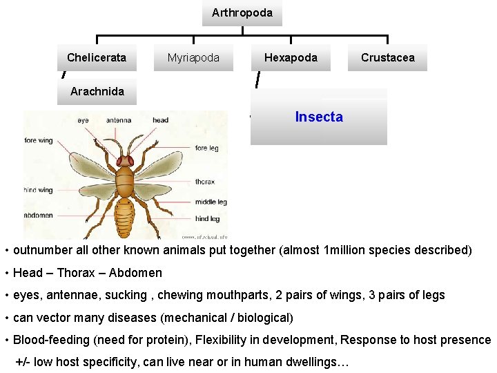 Arthropoda Chelicerata Myriapoda Hexapoda Crustacea Arachnida Insecta • outnumber all other known animals put