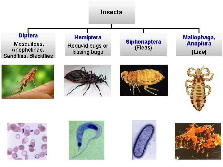 Insecta Diptera Hemiptera Mosquitoes, Anophelinae, Sandflies, Blackflies Reduvid bugs or kissing bugs Siphonaptera (Fleas)