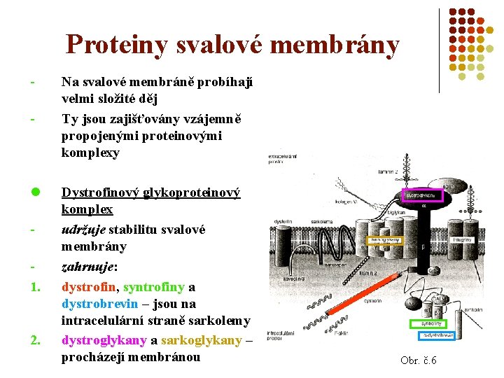 Proteiny svalové membrány - l 1. 2. Na svalové membráně probíhají velmi složité děj