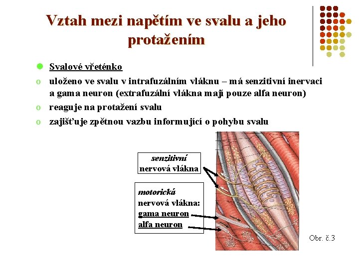 Vztah mezi napětím ve svalu a jeho protažením l Svalové vřeténko o uloženo ve