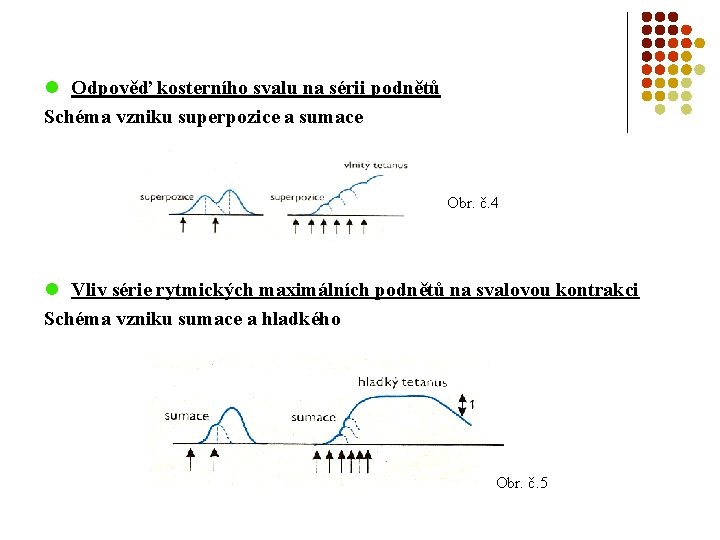 l Odpověď kosterního svalu na sérii podnětů Schéma vzniku superpozice a sumace Obr. č.