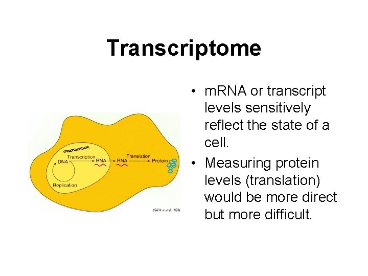 Transcriptome • m. RNA or transcript levels sensitively reflect the state of a cell.