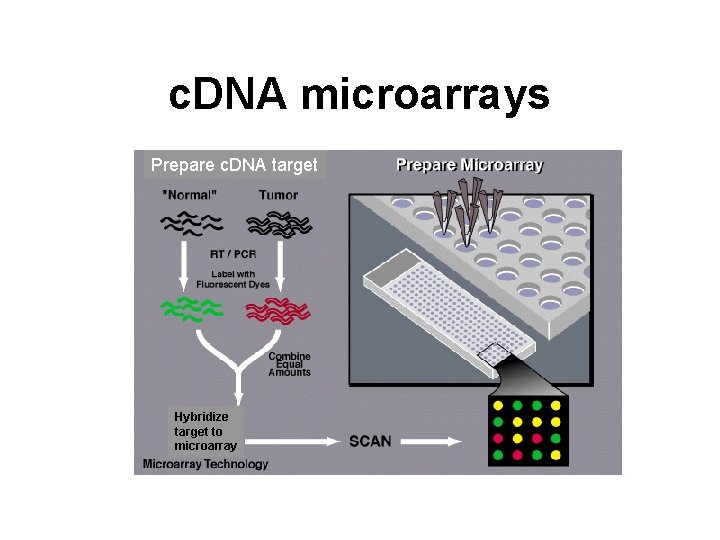 c. DNA microarrays Prepare c. DNA target Hybridize target to microarray 
