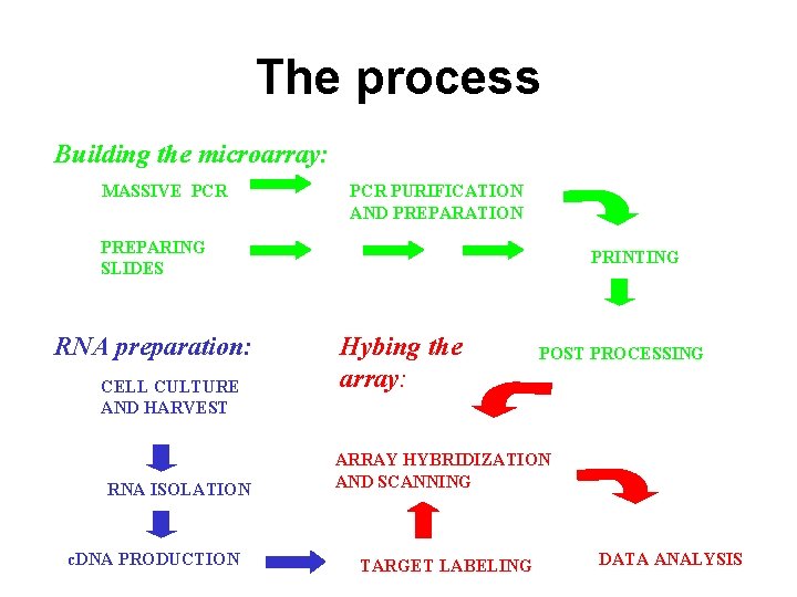 The process Building the microarray: MASSIVE PCR PURIFICATION AND PREPARATION PREPARING SLIDES RNA preparation: