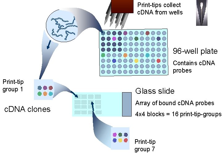 Print-tips collect c. DNA from wells 96 -well plate Contains c. DNA probes Print-tip