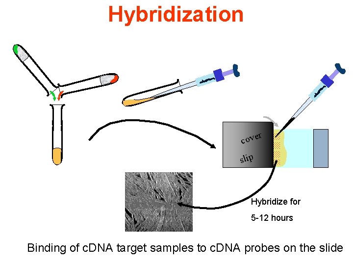 Hybridization r cove slip Hybridize for 5 -12 hours Binding of c. DNA target