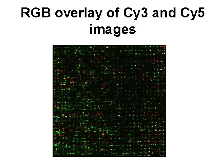 RGB overlay of Cy 3 and Cy 5 images 