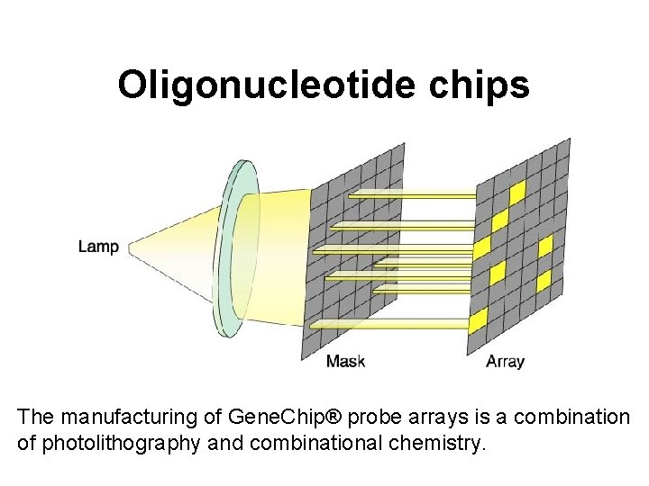 Oligonucleotide chips The manufacturing of Gene. Chip® probe arrays is a combination of photolithography