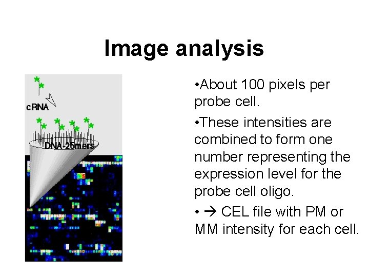 Image analysis • About 100 pixels per probe cell. • These intensities are combined