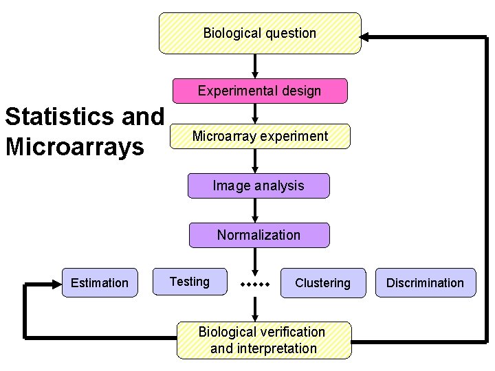 Biological question Experimental design Statistics and Microarrays Microarray experiment Image analysis Normalization Estimation Testing