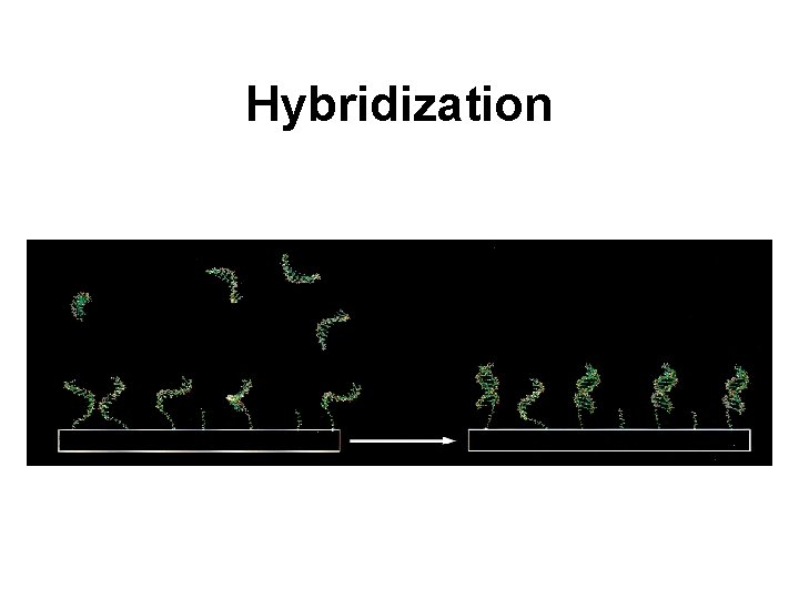 Hybridization 