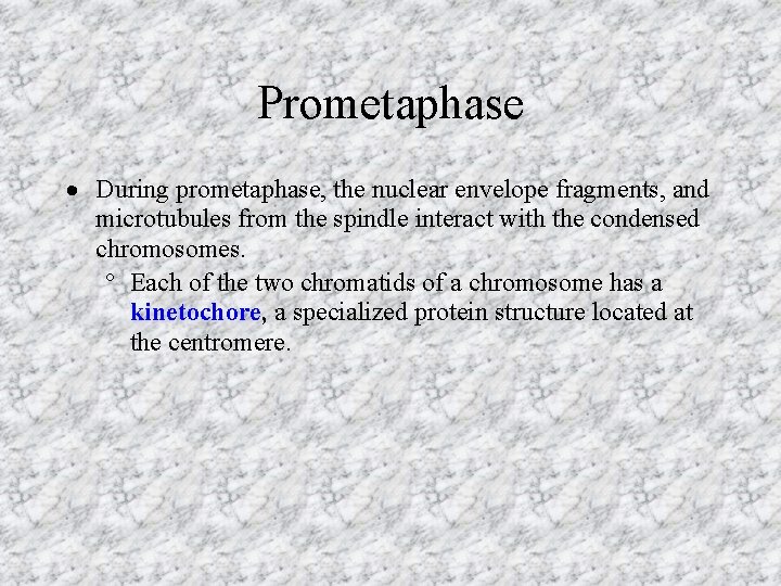 Prometaphase During prometaphase, the nuclear envelope fragments, and microtubules from the spindle interact with