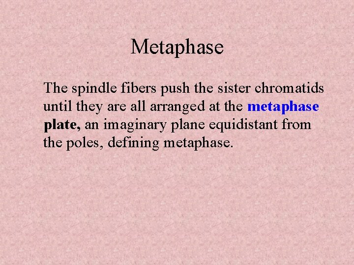 Metaphase The spindle fibers push the sister chromatids until they are all arranged at