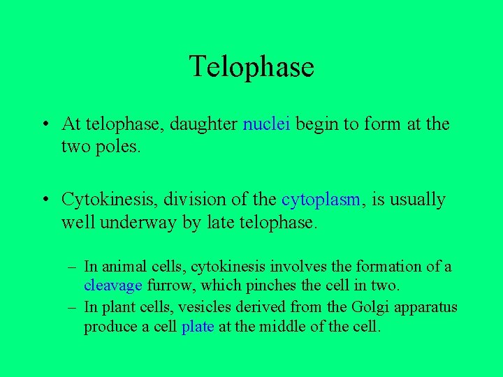 Telophase • At telophase, daughter nuclei begin to form at the two poles. •