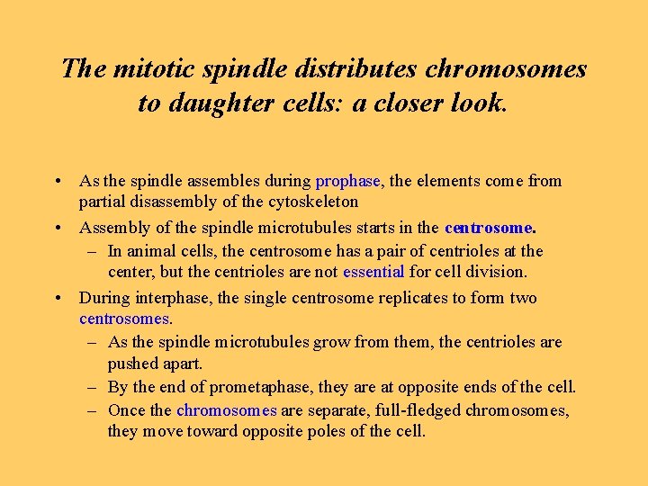 The mitotic spindle distributes chromosomes to daughter cells: a closer look. • As the