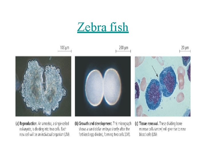 Zebra fish 