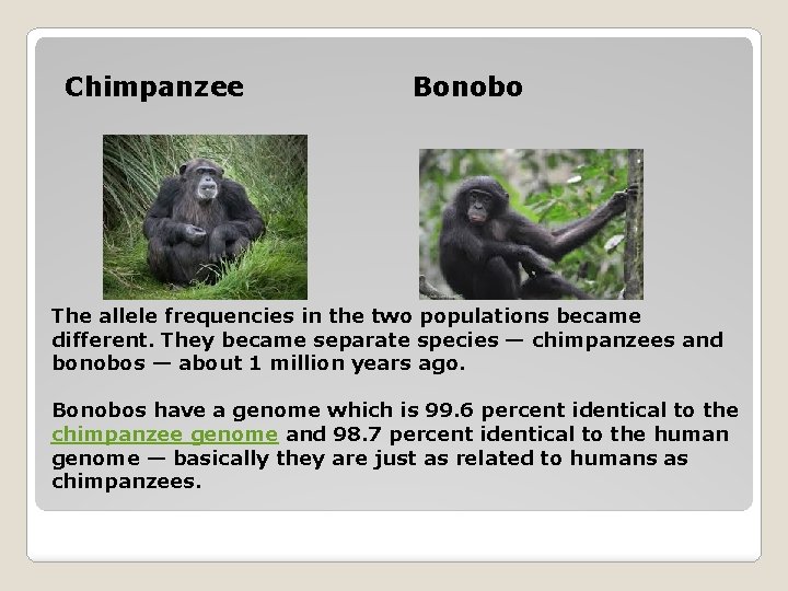 Chimpanzee Bonobo The allele frequencies in the two populations became different. They became separate