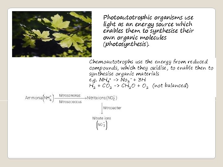 Photoautotrophic organisms use light as an energy source which enables them to synthesise their