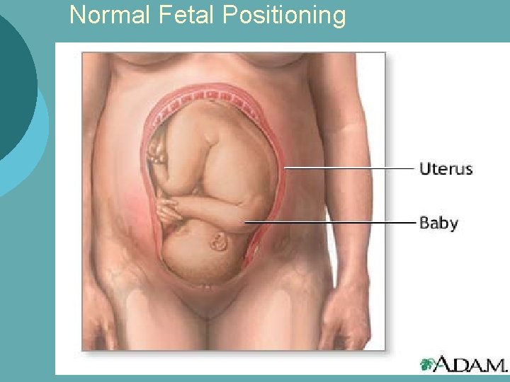 Normal Fetal Positioning 
