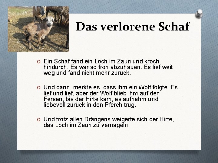 Das verlorene Schaf O Ein Schaf fand ein Loch im Zaun und kroch hindurch.