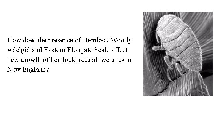How does the presence of Hemlock Woolly Adelgid and Eastern Elongate Scale affect new