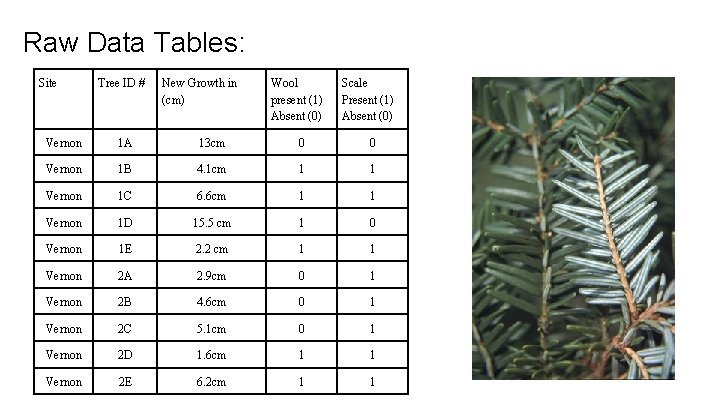 Raw Data Tables: Site Tree ID # New Growth in (cm) Wool present (1)