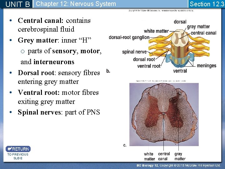 UNIT B Chapter 12: Nervous System • Central canal: contains cerebrospinal fluid • Grey