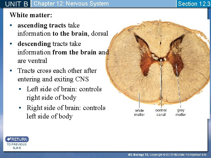 UNIT B Chapter 12: Nervous System White matter: • ascending tracts take information to