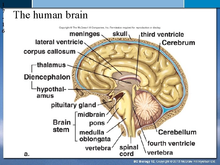 1 7 1 6 The human brain 
